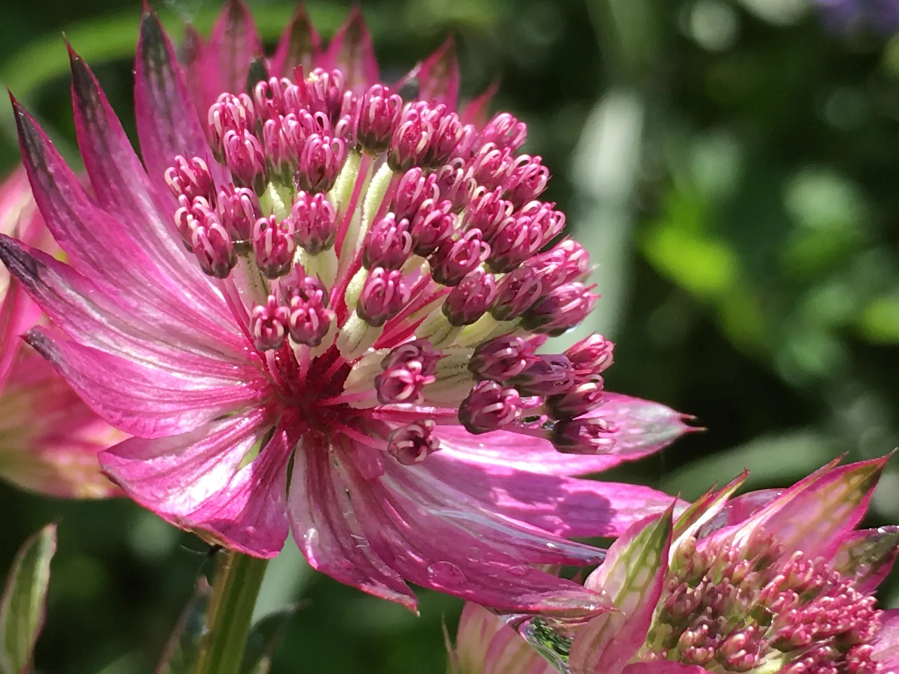 Een roze astrantia in bloei.