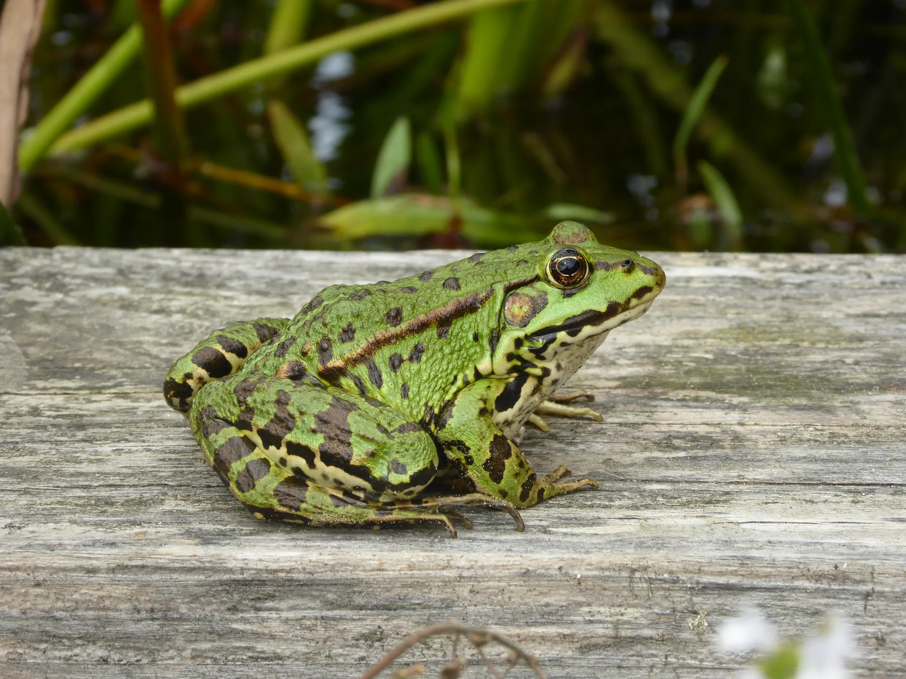 Een groene kikker op de houten rand.