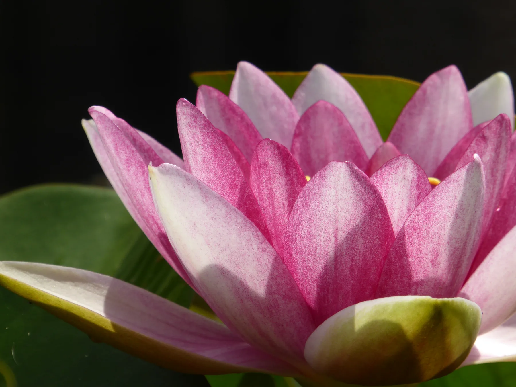 Een roze waterlelie uit de vijver.
